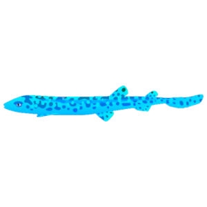 Aqua Coral Catshark